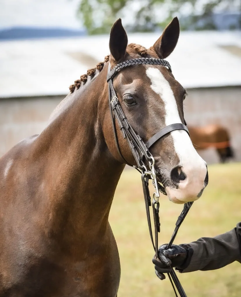 Support Horse Maisey Support Horse Maisey